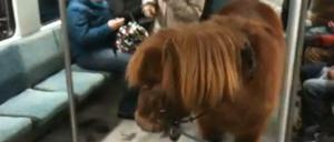 Die Berliner nehmen's gelassen: Ein Pony in der S-Bahn.