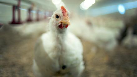 Jedes zweite Hähnchen ist mit Antibiotika belastet.