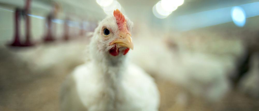 Jedes zweite Hähnchen ist mit Antibiotika belastet.