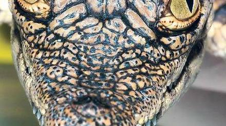 Einzigartige Gesichtsfurchen. Jedes Krokodil sieht etwas anders aus. 
