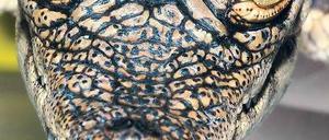 Einzigartige Gesichtsfurchen. Jedes Krokodil sieht etwas anders aus.
