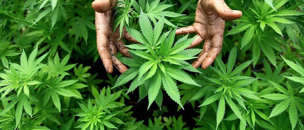 Zur medizinischen Nutzung ist Marihuana in Colorado schon seit dem Jahr 2000 legal. 
