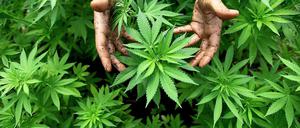 Zur medizinischen Nutzung ist Marihuana in Colorado schon seit dem Jahr 2000 legal. 