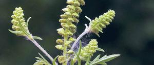 Unliebsamer Besuch. Die stark allergene Beifuß-Ambrosie wurde mit Vogelfutter aus Amerika eingeführt.