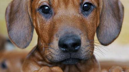 Die Welpennothilfe vermittelt jungen Hunden ein neues Zuhause.