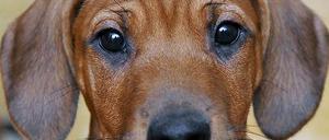 Die Welpennothilfe vermittelt jungen Hunden ein neues Zuhause.