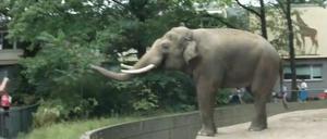 Wohl nur Schlamm kommt aus diesem Rüssel.