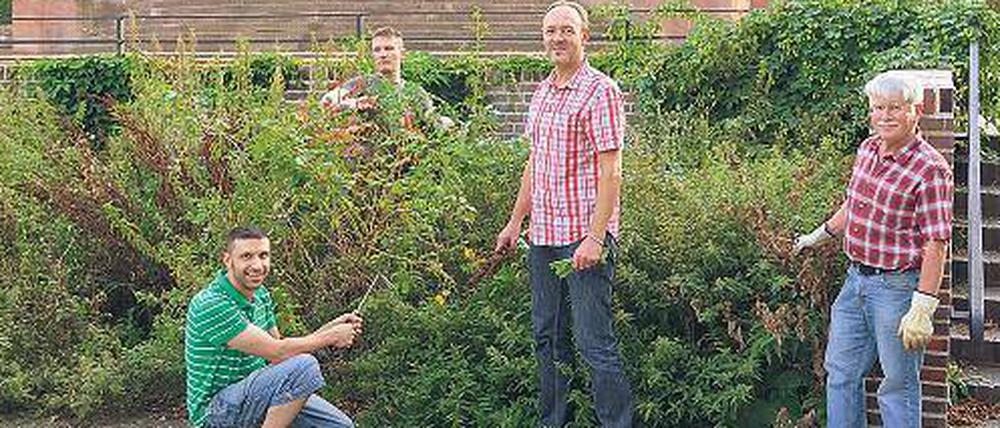 Freiwillige Pfler: Die Nachbarn Dennis Pinnow, Mike Müller, Frank Brunhorn und Carsten Meyer.
