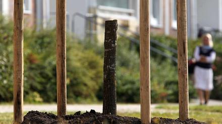 Abgesägt: Die gerade erst gepflanzte Friedenseiche in Rostock-Lichtenhagen.
