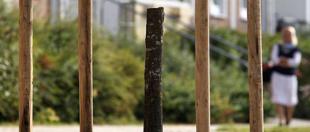 Abgesägt: Die gerade erst gepflanzte Friedenseiche in Rostock-Lichtenhagen.