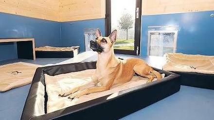 Luxus-Suite. Im Canis Resort übernachten Hunde in der Lodge mit Privatgarten. 
