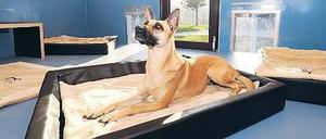 Luxus-Suite. Im Canis Resort übernachten Hunde in der Lodge mit Privatgarten.
