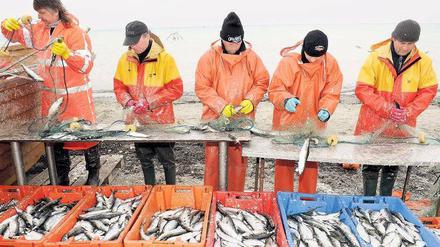 Problemfall. Die Ost- und Nordsee stehen unter starkem Nutzungsdruck, haben die Umweltweisen festgestellt. Die Fischerei ist nur eines der Probleme. 