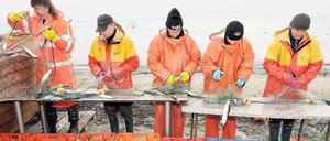 Problemfall. Die Ost- und Nordsee stehen unter starkem Nutzungsdruck, haben die Umweltweisen festgestellt. Die Fischerei ist nur eines der Probleme. 