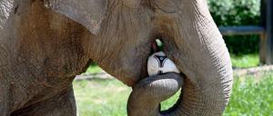 Nicht fressen, voraussagen! Ein tiefer gehendes Verständnis für Fußball fehlt dem EM-Orakel-Elefanten Citta aus dem Krakauer Zoo offenbar.