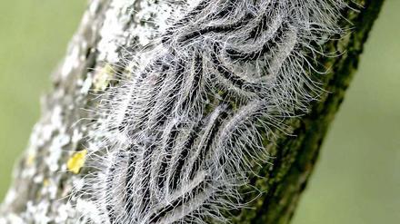 Zebra-Baum. Eichenprozessionsspinner wandern immer am Tage aus ihren Gespinnstnestern hinauf in die grünen Kronen zum Fressen.