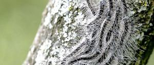 Zebra-Baum. Eichenprozessionsspinner wandern immer am Tage aus ihren Gespinnstnestern hinauf in die grünen Kronen zum Fressen.