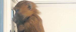 Ist das ein Wort? Ein Pavian grübelt, wie er an seine Belohnung kommt.