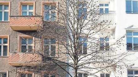 Alt gegen neu. Viele Mieter fürchten bei einer Modernisierung um ihre günstigen Wohnungen. Auch in Berlin finden sich wie hier viele sanierte neben unsanierten Häusern. Foto: dpa