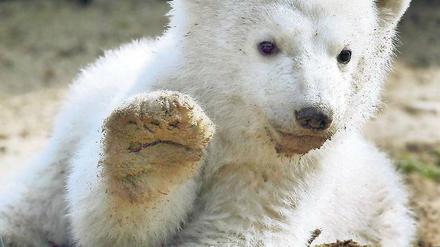 Hoch die Tatze. So behalten viele Zoofreunde Eisbär Knut in Erinnerung. Foto: dpa