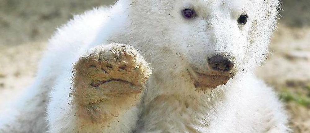 Hoch die Tatze. So behalten viele Zoofreunde Eisbär Knut in Erinnerung. Foto: dpa