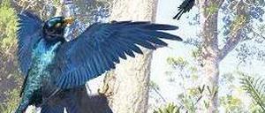 Urzeitliche Segler. Anhand von Fossilanalysen rekonstruierten die Wissenschaftler die Lebensweise der Microraptoren. Vermutlich kletterten die Tiere auf Bäume und segelten von dort herab.