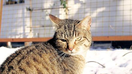 Schnurrende Plage. So niedlich Katzen auch sind - in manchen Stadtteilen hat die Population an verwilderten Tieren überhand genommen.