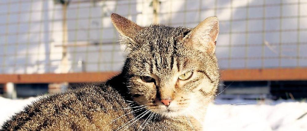 Schnurrende Plage. So niedlich Katzen auch sind - in manchen Stadtteilen hat die Population an verwilderten Tieren überhand genommen.