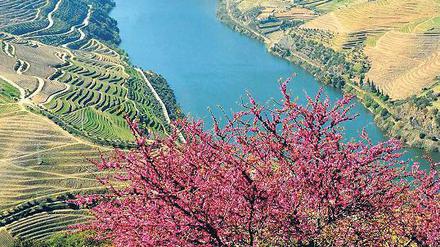 Abwechslungsreich ist die Landschaft, die der Douro durchschneidet.
