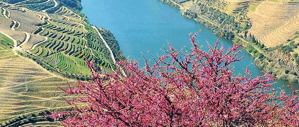 Abwechslungsreich ist die Landschaft, die der Douro durchschneidet.