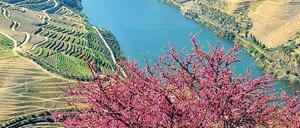 Abwechslungsreich ist die Landschaft, die der Douro durchschneidet.
