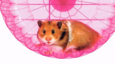 Ein echter Bachelor-Student kennt keine Freizeit. Das Hamsterrad dreht sich ständig weiter. 
