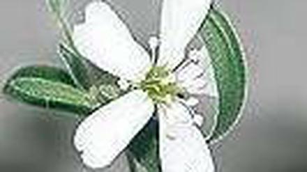Eiszeit-Blume. Nach zwei Jahren blühte die 31 000 Jahre alte Pflanze.