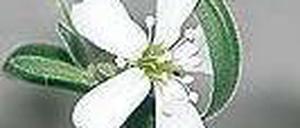 Eiszeit-Blume. Nach zwei Jahren blühte die 31 000 Jahre alte Pflanze.