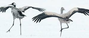 Kalte Krallen. Zahlreiche Kraniche halten es trotz Kälte in Brandenburg aus. Eigentlich sollten sie im Süden sein. Foto: dapd/Michael Urban