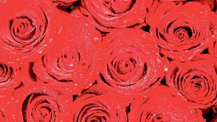 Rosige Zeiten am Valentinstag - doch so groß wie der Handel das Fest gern hätte, feiern es die Verbraucher nicht.