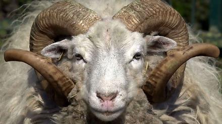 Tierische Liebe: Ein Schafbock in China hat sich in eine Ricke verguckt.