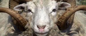 Tierische Liebe: Ein Schafbock in China hat sich in eine Ricke verguckt.