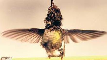 Flugkünstler. Kolibris haben einen Weg gefunden, Regenwasser loszuwerden. Foto: dpa