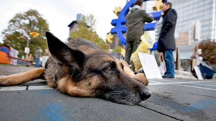 Guckt lieb, kann aber auch zubeißen: der Deutsche Schäferhund.
