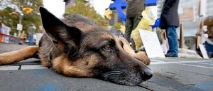 Guckt lieb, kann aber auch zubeißen: der Deutsche Schäferhund.
