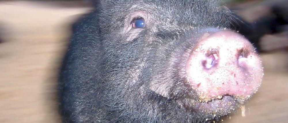 Hängebauchschweine stammen aus Asien, fühlen sich aber auch hierzulande ganz wohl.