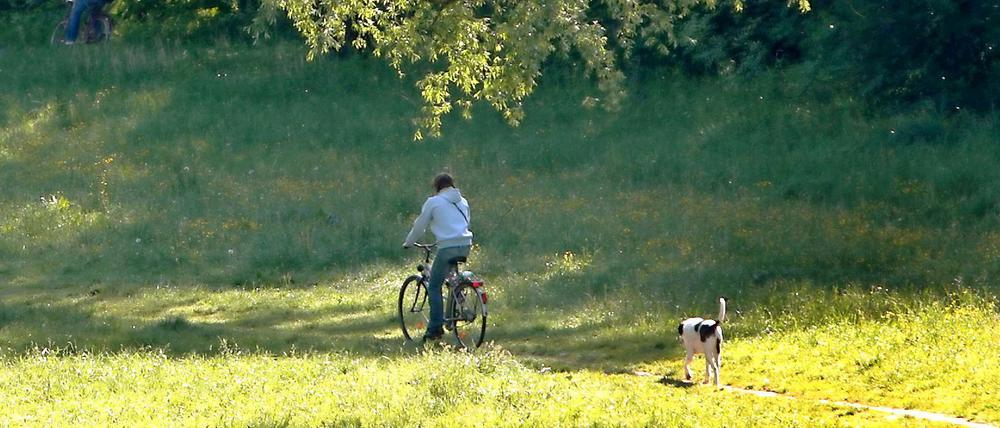 Doppelte Vorsicht: Radfahrer mit Hund