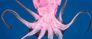 Intelligent, aber ohne Rückgrat.