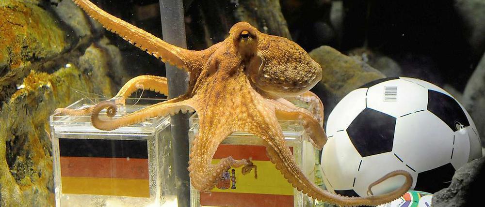 Da kann Deutschland nur hoffen, dass Tintenfisch Paul sich diesmal geirrt hat. Er sieht die Spanier als Sieger.