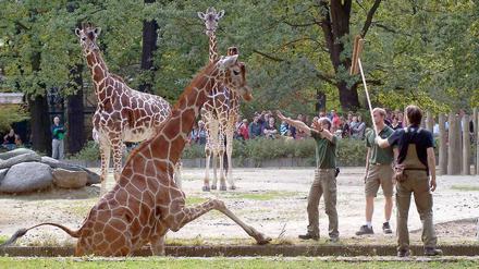 Appetit auf Eichenblätter im Nachbargehege. Giraffenbulle Marok verlor das Gleichgewicht und stürzte in einen Graben.