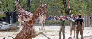 Appetit auf Eichenblätter im Nachbargehege. Giraffenbulle Marok verlor das Gleichgewicht und stürzte in einen Graben.