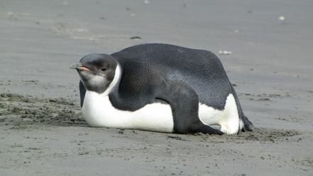 Ein Pinguin hat sich aus der Antarktis nach Neuseeland verirrt.