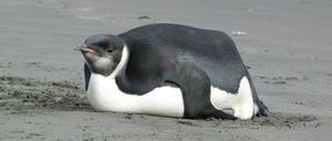 Ein Pinguin hat sich aus der Antarktis nach Neuseeland verirrt.