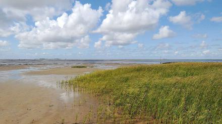 Nationalpark Hamburgisches Wattenmeer.